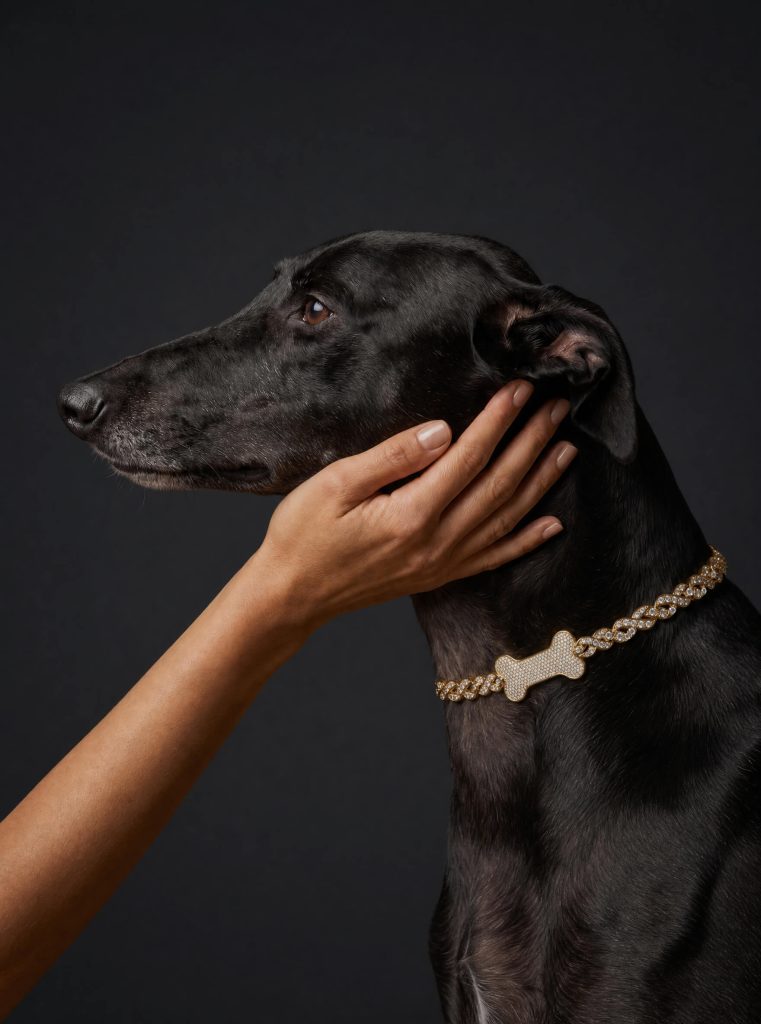 Black greyhound wearing a luxury diamond dog collar in a dark studio portrait